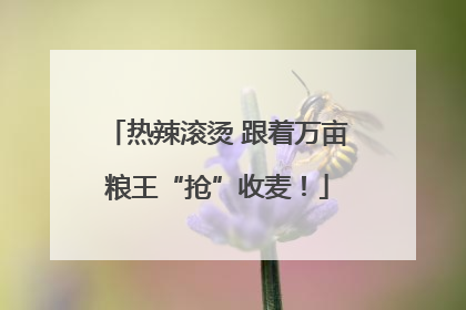 热辣滚烫 跟着万亩粮王“抢”收麦！