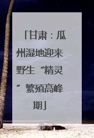 甘肃：瓜州湿地迎来野生“精灵”繁殖高峰期