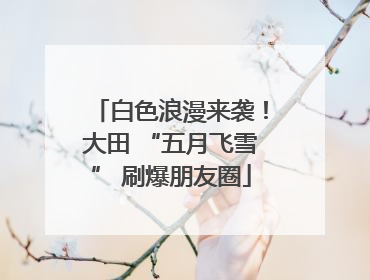 白色浪漫来袭！大田 “五月飞雪” 刷爆朋友圈