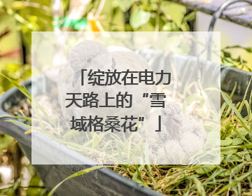 绽放在电力天路上的“雪域格桑花”