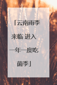 云南雨季来临 进入一年一度吃菌季