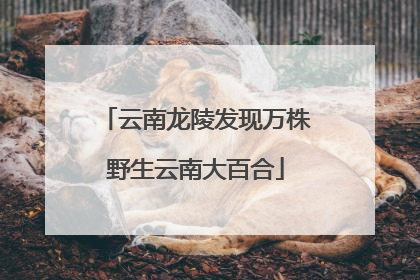云南龙陵发现万株野生云南大百合
