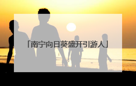 南宁向日葵盛开引游人
