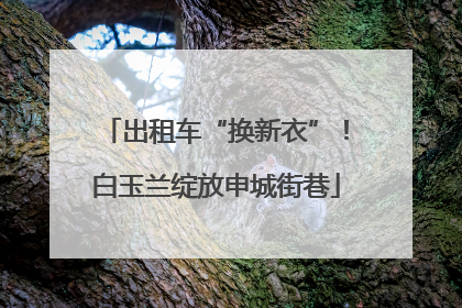 出租车“换新衣”！白玉兰绽放申城街巷