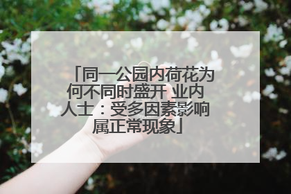 同一公园内荷花为何不同时盛开 业内人士：受多因素影响 属正常现象