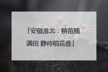 安徽淮北：秧苗插满田 静待稻花香