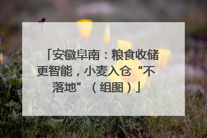 安徽阜南：粮食收储更智能，小麦入仓“不落地”（组图）