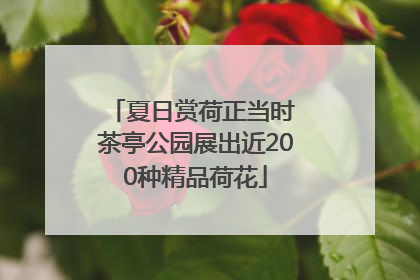 夏日赏荷正当时 茶亭公园展出近200种精品荷花