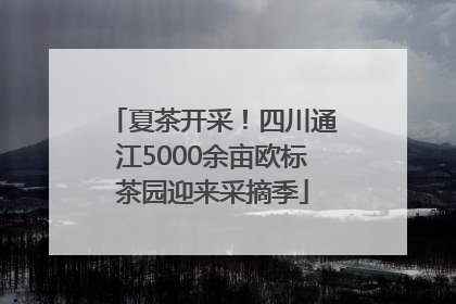 夏茶开采！四川通江5000余亩欧标茶园迎来采摘季