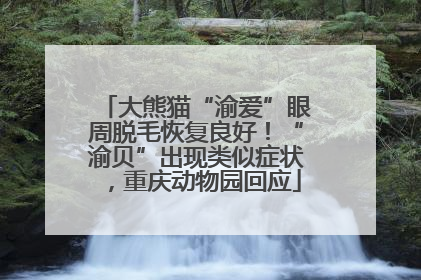大熊猫“渝爱”眼周脱毛恢复良好！“渝贝”出现类似症状，重庆动物园回应