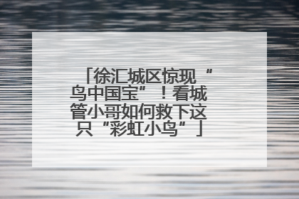 徐汇城区惊现“鸟中国宝”！看城管小哥如何救下这只“彩虹小鸟”