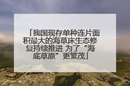 我国现存单种连片面积最大的海草床生态修复持续推进 为了“海底草原”更繁茂