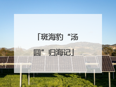 斑海豹“汤圆”归海记