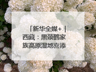 新华全媒+｜西藏：黑颈鹤家族高原湿地喜添“萌宝”
