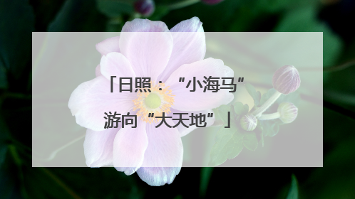 日照：“小海马”游向“大天地”