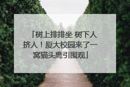 树上排排坐 树下人挤人！厦大校园来了一窝猫头鹰引围观