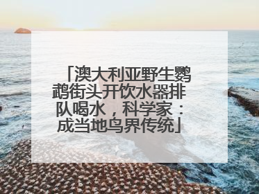 澳大利亚野生鹦鹉街头开饮水器排队喝水，科学家：成当地鸟界传统