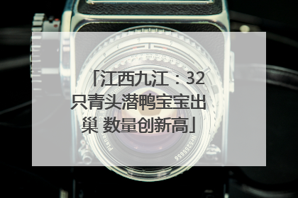 江西九江：32只青头潜鸭宝宝出巢 数量创新高