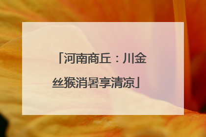 河南商丘：川金丝猴消暑享清凉