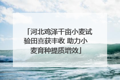 河北鸡泽千亩小麦试验田喜获丰收 助力小麦育种提质增效