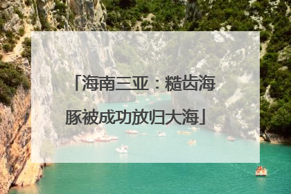 海南三亚：糙齿海豚被成功放归大海