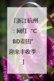 浙江杭州：网红“CBD麦田”迎来丰收季