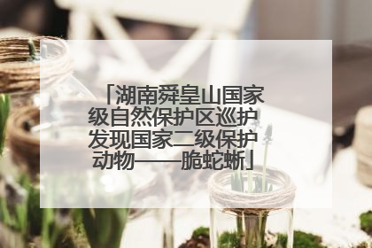 湖南舜皇山国家级自然保护区巡护发现国家二级保护动物——脆蛇蜥