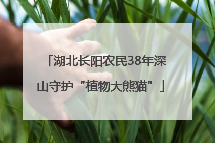湖北长阳农民38年深山守护“植物大熊猫”