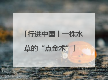行进中国丨一株水草的“点金术”