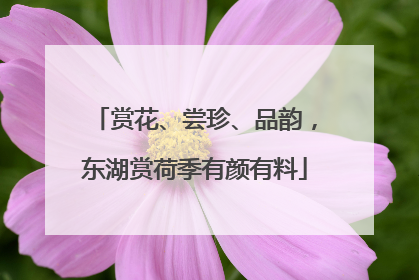 赏花、尝珍、品韵，东湖赏荷季有颜有料