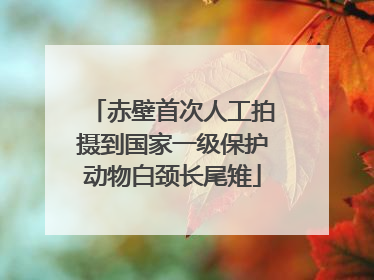 赤壁首次人工拍摄到国家一级保护动物白颈长尾雉