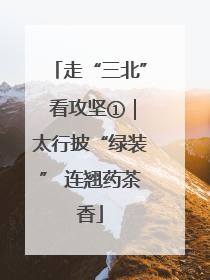 走“三北” 看攻坚①｜太行披“绿装” 连翘药茶香