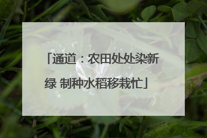 通道：农田处处染新绿 制种水稻移栽忙