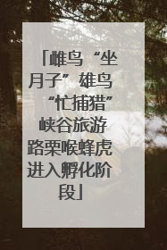 雌鸟“坐月子”雄鸟“忙捕猎” 峡谷旅游路栗喉蜂虎进入孵化阶段