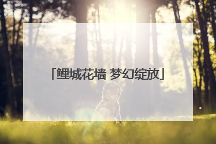 鲤城花墙 梦幻绽放